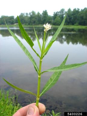 alligatorweed, Alternanthera philoxeroides  (Caryophyllales: Amaranthaceae) - 5400226