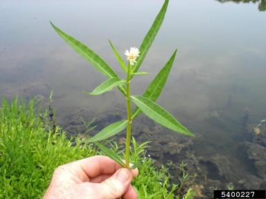 alligatorweed, Alternanthera philoxeroides  (Caryophyllales: Amaranthaceae) - 5400227