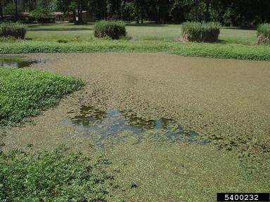 Carolina mosquitofern, Azolla caroliniana  (Hydropteridales: Azollaceae) - 5400232