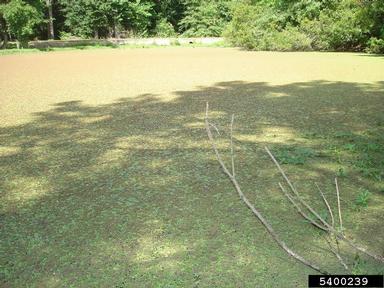 Carolina mosquitofern, Azolla caroliniana  (Hydropteridales: Azollaceae) - 5400239