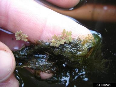 Carolina mosquitofern, Azolla caroliniana  (Hydropteridales: Azollaceae) - 5400241
