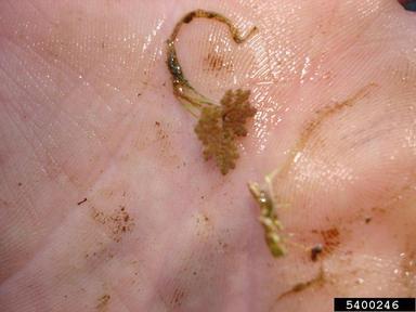 Carolina mosquitofern, Azolla caroliniana  (Hydropteridales: Azollaceae) - 5400246