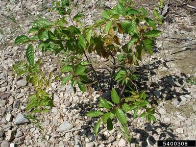 buttonbush, Cephalanthus occidentalis  (Rubiales: Rubiaceae) - 5400308