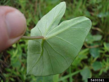 colocasia, Colocasia spp.  (Arales: Araceae) - 5400341