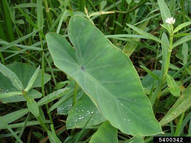 colocasia, Colocasia spp.  (Arales: Araceae) - 5400342