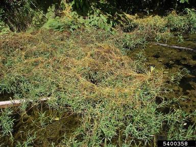 dodder, Cuscuta spp.  (Solanales: Cuscutaceae) - 5400358
