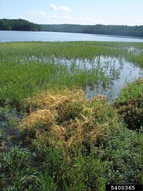 dodder, Cuscuta spp.  (Solanales: Cuscutaceae) - 5400365