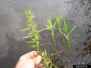 threeway sedge, Dulichium arundinaceum  (Cyperales: Cyperaceae) - 5400373