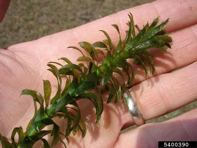 Brazilian waterweed, Egeria densa  (Hydrocharitales: Hydrocharitaceae) - 5400390