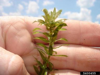 hydrilla, Hydrilla verticillata  (Hydrocharitales: Hydrocharitaceae) - 5400455