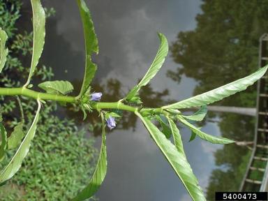 waterpod, Hydrolea quadrivalvis  (Solanales: Hydrophyllaceae) - 5400473