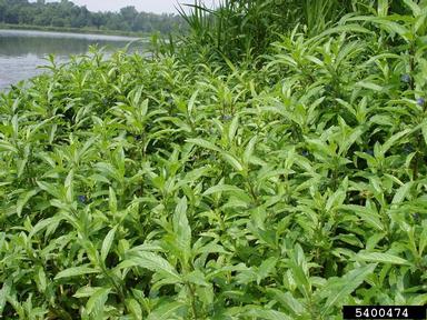 waterpod, Hydrolea quadrivalvis  (Solanales: Hydrophyllaceae) - 5400474