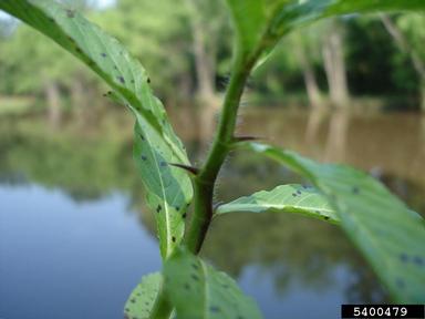 waterpod, Hydrolea quadrivalvis  (Solanales: Hydrophyllaceae) - 5400479