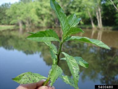 waterpod, Hydrolea quadrivalvis  (Solanales: Hydrophyllaceae) - 5400480