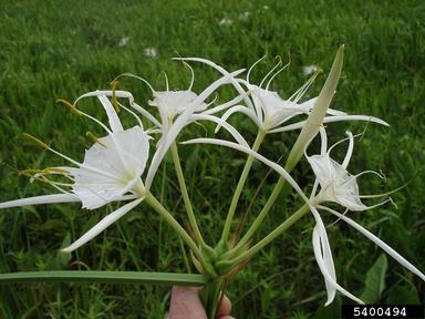 spiderlily, Hymenocallis spp.  (Liliales: Liliaceae) - 5400494