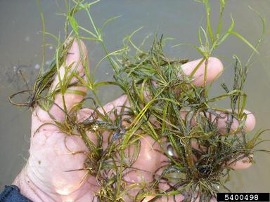lesser creeping rush, Juncus repens  (Juncales: Juncaceae) - 5400498