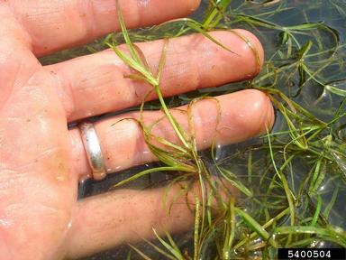 lesser creeping rush, Juncus repens  (Juncales: Juncaceae) - 5400504