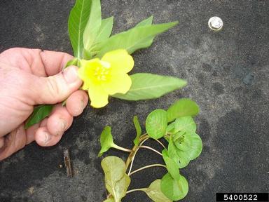 creeping waterprimrose, Ludwigia peploides  (Myrtales: Onagraceae) - 5400522