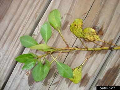 creeping waterprimrose, Ludwigia peploides  (Myrtales: Onagraceae) - 5400527