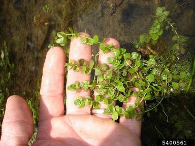 globifera, Micranthemum umbrosum  (Scrophulariales: Scrophulariaceae) - 5400561