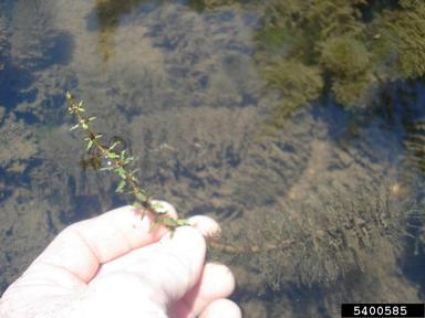 twoleaf watermilfoil, Myriophyllum heterophyllum  (Haloragales: Haloragaceae) - 5400585