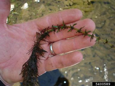 twoleaf watermilfoil, Myriophyllum heterophyllum  (Haloragales: Haloragaceae) - 5400589