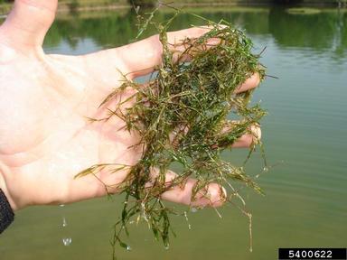 southern naiad, Najas guadalupensis  (Najadales: Najadaceae) - 5400622