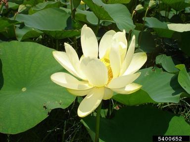 lotus, Nelumbo spp.  (Nymphaeales: Nelumbonaceae) - 5400652