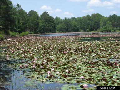fragrant waterlily, Nymphaea odorata  (Nymphaeales: Nymphaeaceae) - 5400692