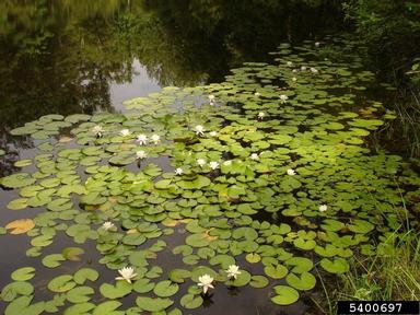 fragrant waterlily, Nymphaea odorata  (Nymphaeales: Nymphaeaceae) - 5400697