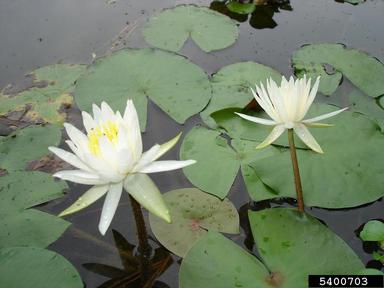 fragrant waterlily, Nymphaea odorata  (Nymphaeales: Nymphaeaceae) - 5400703
