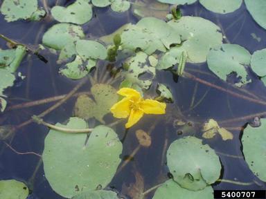 yellow floatingheart, Nymphoides peltata  (Solanales: Menyanthaceae) - 5400707