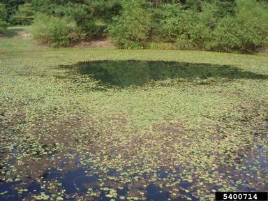 yellow floatingheart, Nymphoides peltata  (Solanales: Menyanthaceae) - 5400714