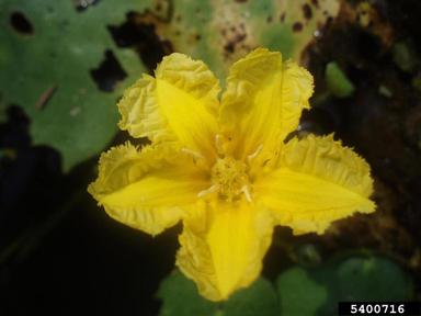 yellow floatingheart, Nymphoides peltata  (Solanales: Menyanthaceae) - 5400716