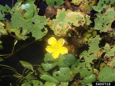 yellow floatingheart, Nymphoides peltata  (Solanales: Menyanthaceae) - 5400718
