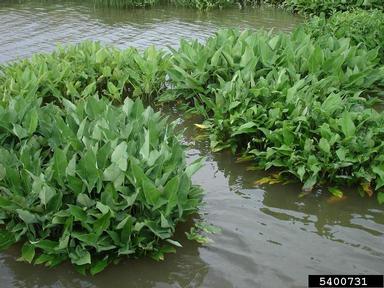arrow-arum, Peltandra virginica  (Arales: Araceae) - 5400731