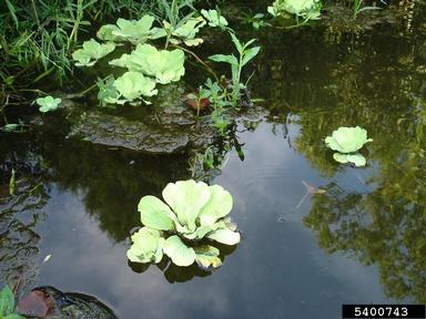 waterlettuce, Pistia stratiotes  (Arales: Araceae) - 5400743