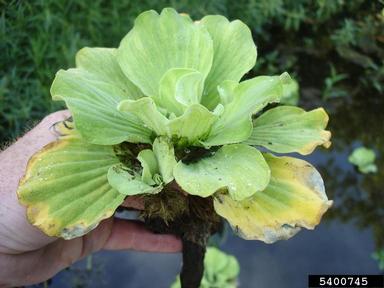 waterlettuce, Pistia stratiotes  (Arales: Araceae) - 5400745