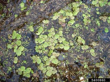 common duckmeat, Spirodela polyrrhiza  (Arales: Lemnaceae) - 5400860