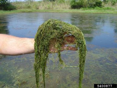 humped bladderwort, Utricularia gibba  (Scrophulariales: Lentibulariaceae) - 5400877