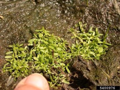 winged water-starwort, Callitriche marginata  (Callitrichales: Callitrichaceae) - 5400976