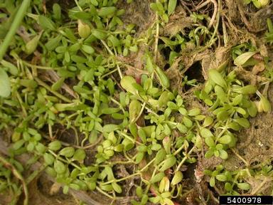 winged water-starwort, Callitriche marginata  (Callitrichales: Callitrichaceae) - 5400978