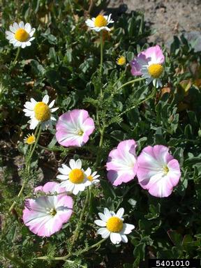 field bindweed, Convolvulus arvensis  (Solanales: Convolvulaceae) - 5401010