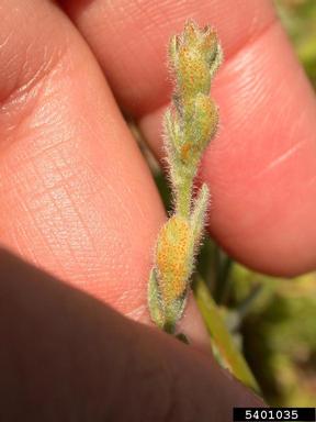 alkaliweed, Cressa truxillensis  (Solanales: Convolvulaceae) - 5401035