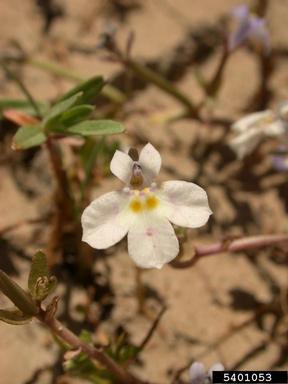 toothed calicoflower, Downingia cuspidata  (Campanulales: Campanulaceae) - 5401053