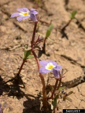 toothed calicoflower, Downingia cuspidata  (Campanulales: Campanulaceae) - 5401057