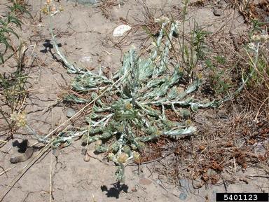 Jersey cudweed, Pseudognaphalium luteoalbum  (Asterales: Asteraceae) - 5401123