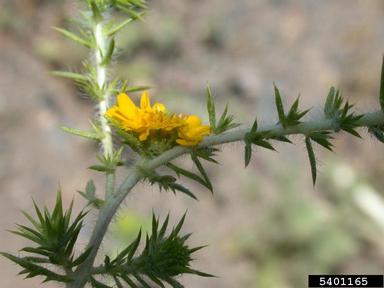 common tarweed, Centromadia pungens ssp. pungens (Asterales: Asteraceae) - 5401165