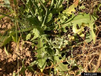 smooth cat's ear, Hypochaeris glabra  (Asterales: Asteraceae) - 5401186