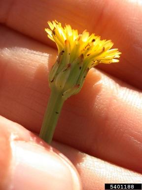 smooth cat's ear, Hypochaeris glabra  (Asterales: Asteraceae) - 5401188